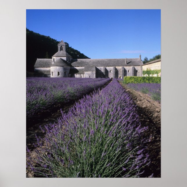 Senanque Abbey, Gordes, Vaucluse, Provence, Poster (Vorne)