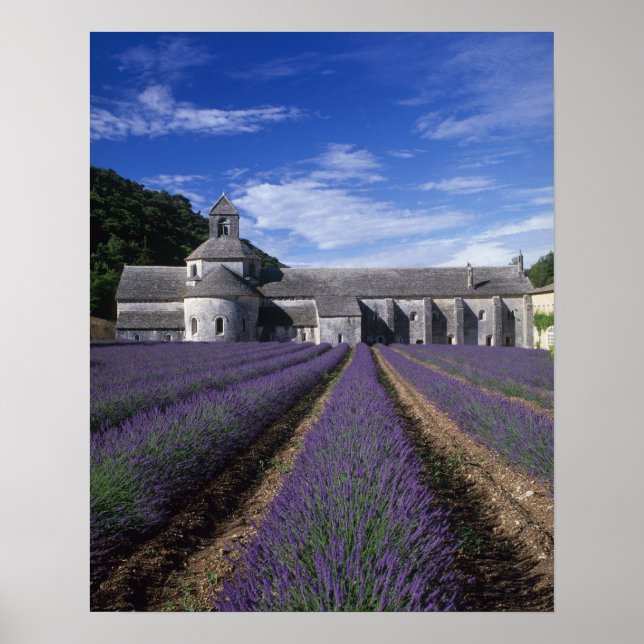 Senanque Abbey, Gordes, Vaucluse, Provence, Poster (Vorne)