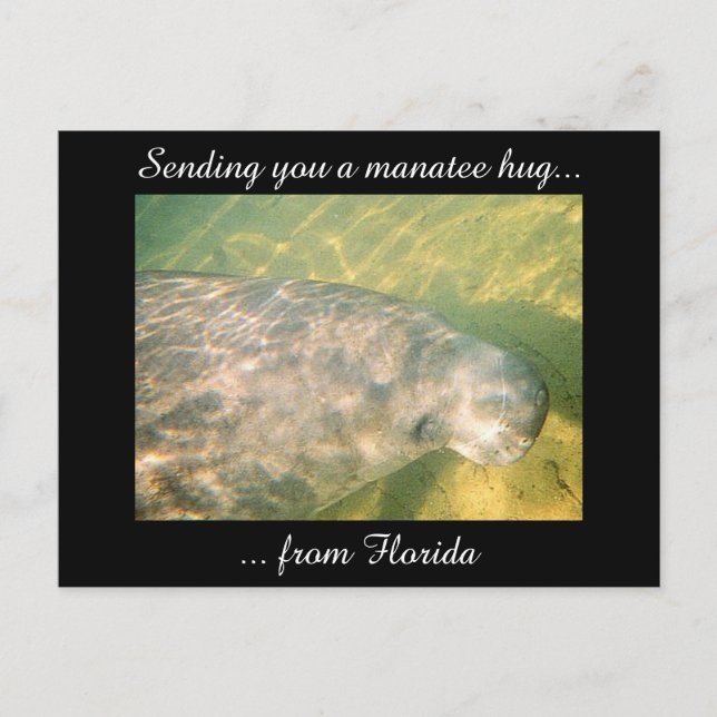 Senden eines Manatee Hug von der Postkarte Florida (Vorderseite)