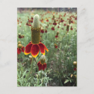 Senden Sie ein aufrecht gezogenes Präriekoneflower Postkarte