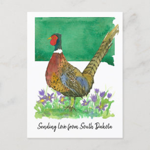 Senden von Liebe South Dakota Pheasant Pasque Blum Postkarte