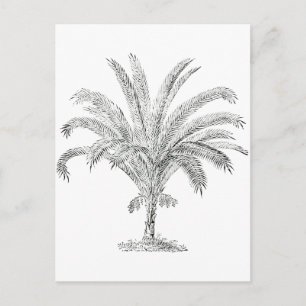 Senegal Date Palm Postkarte