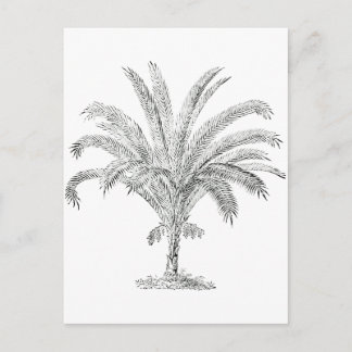 Senegal Date Palm Postkarte