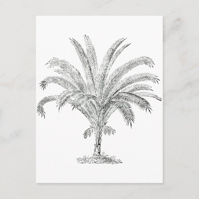 Senegal Date Palm Postkarte (Vorderseite)