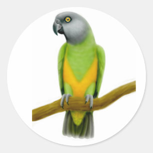 Senegal-Papageien-Aufkleber Runder Aufkleber