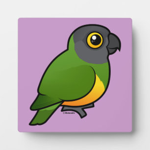 Senegal Parrot Fotoplatte