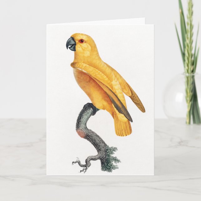 Senegal Parrot Karte (Vorderseite)