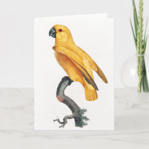 Senegal Parrot Karte