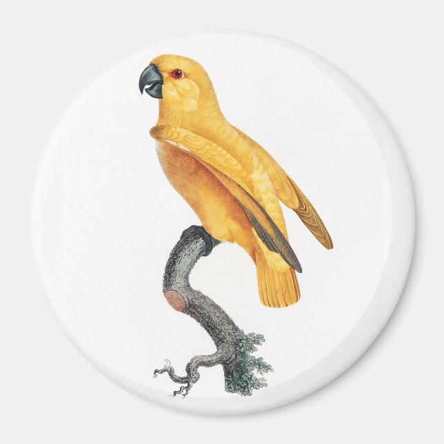 Senegal Parrot Magnet (Vorne)