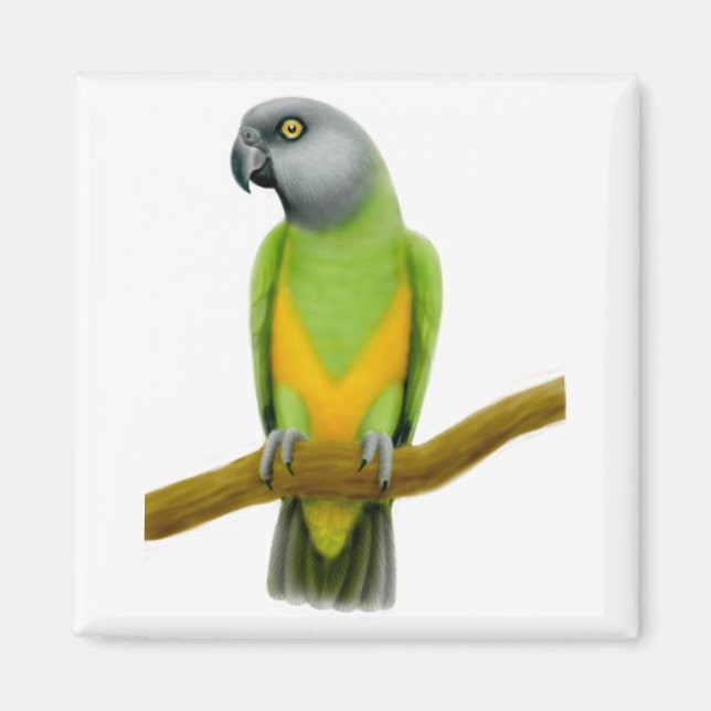Senegal Parrot Magnet (Vorne)