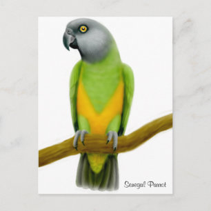 Senegal Parrot Postcard Postkarte