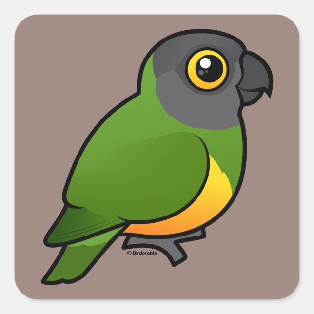Senegal Parrot Quadratischer Aufkleber (Vorderseite)