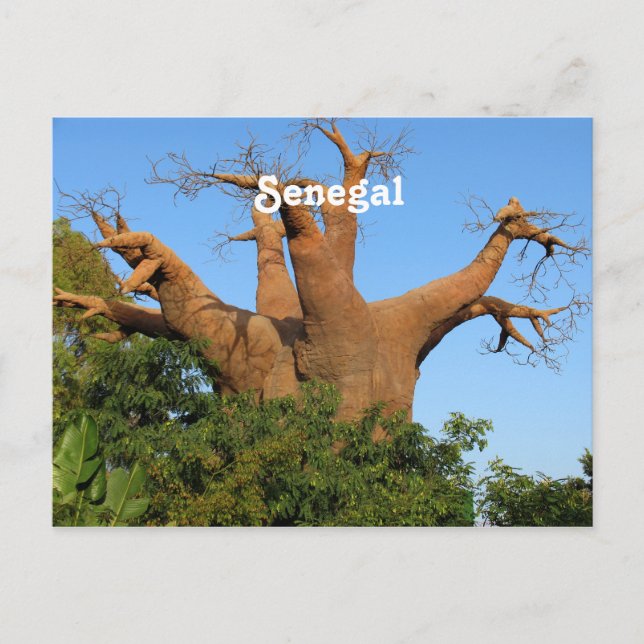 Senegal Postkarte (Vorderseite)