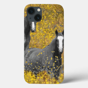 Senf und Pferde iPhone 13 Hülle