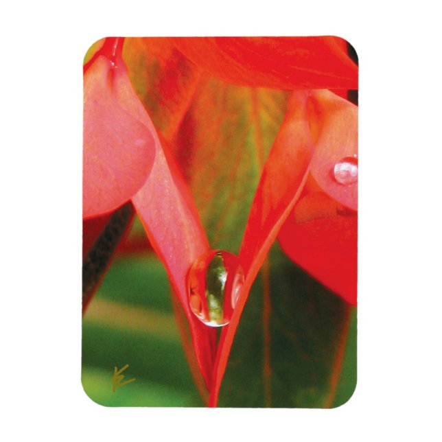 Sensual, Red Petals with Dew, Sexy Flower Magnet (Vertikal)