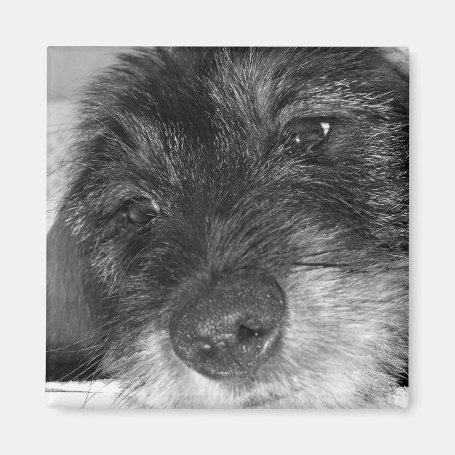 sentimental magnet (Vorne)