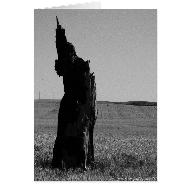 Sentinal (Vorne)
