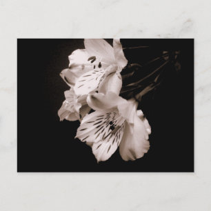 Sepia Alstroemeria Lido Postcard Postkarte