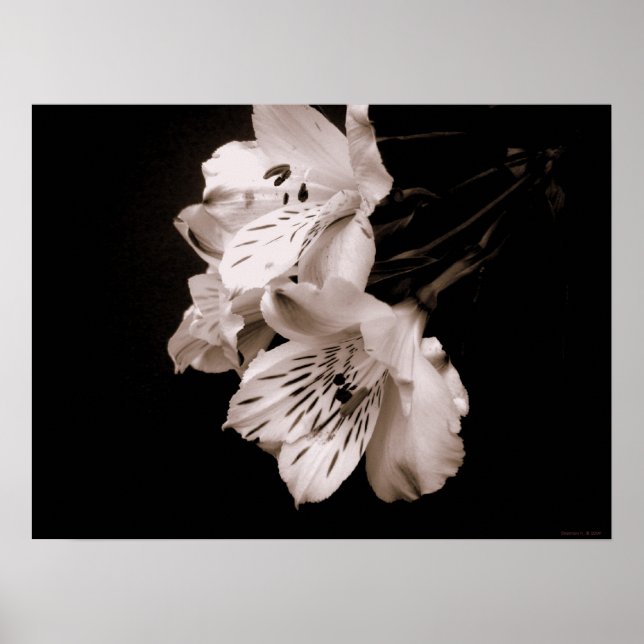 Sepia Alstroemeria Lily Poster (Vorne)