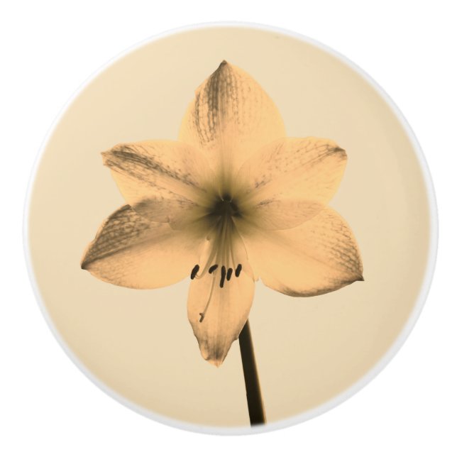 Sepia amaryllis keramikknauf (Vorderseite)