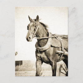 Sepia Amish Pferd und Buggy Postkarte