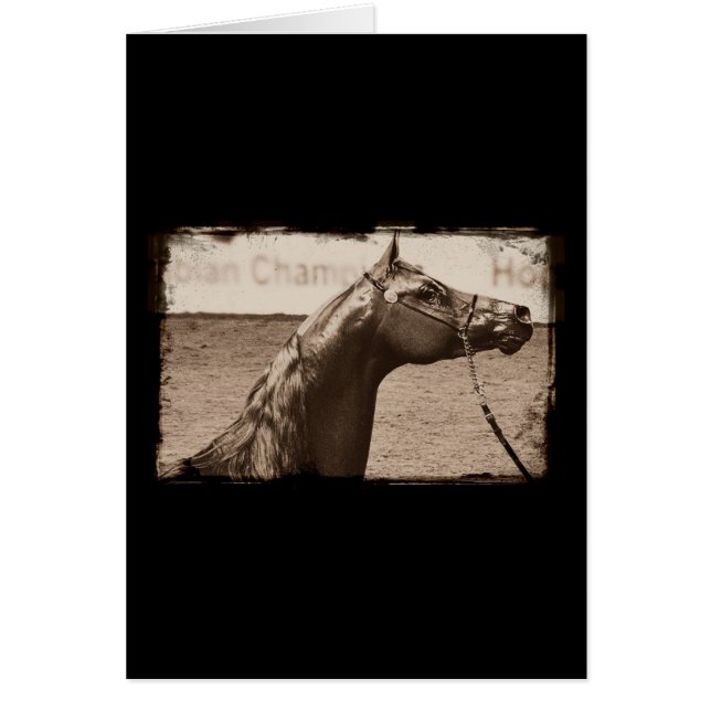 Sepia Arabian Stallion (Vorne)