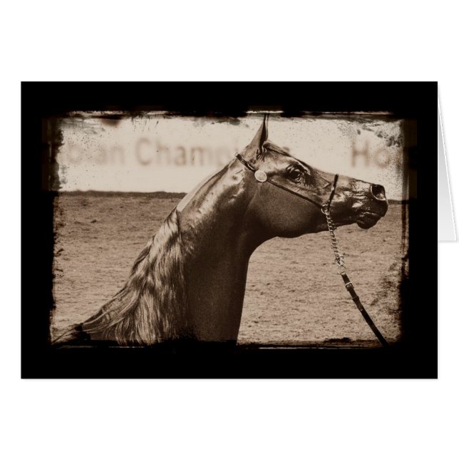 Sepia Arabian Stallion (Vorderseite (Horizontal))