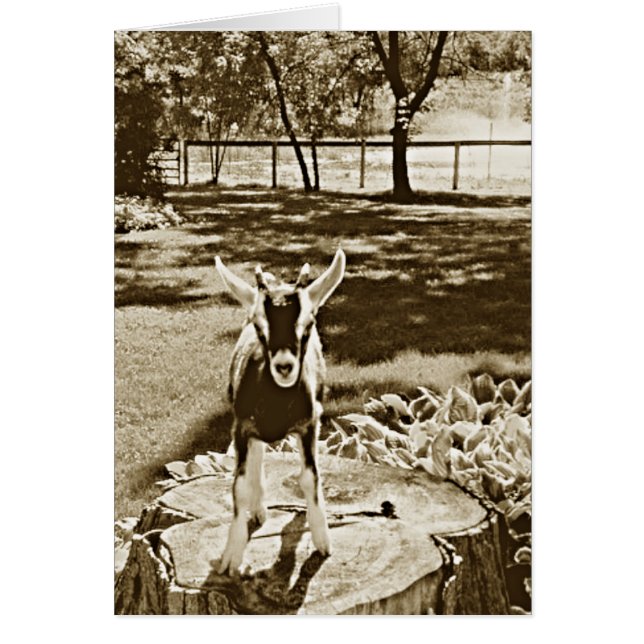 Sepia-Bild der entschlossenen Baby-Ziege (Vorne)