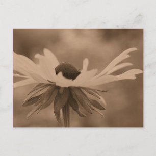 Sepia Black Mit Augen Susan Blume Foto Postkarte