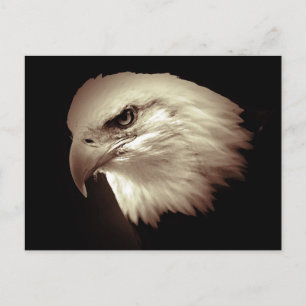 Sepia Color Bald Eagle Postkarte