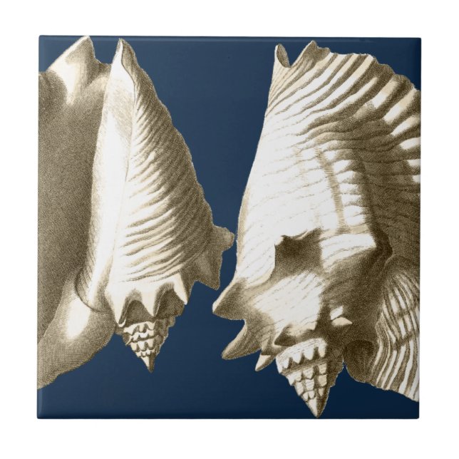 Sepia Conch Seashells Fliese (Vorderseite)