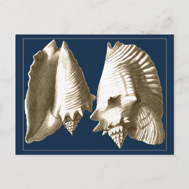 Sepia Conch Seashells Postkarte (Vorderseite)