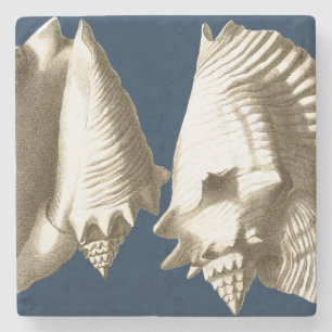 Sepia Conch Seashells Steinuntersetzer