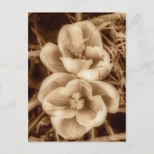 Sepia crocuses postkarte