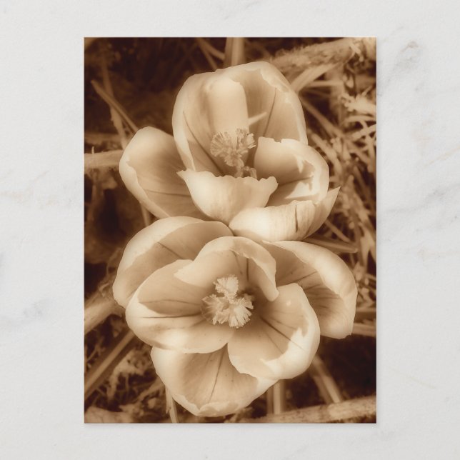 Sepia crocuses postkarte (Vorderseite)