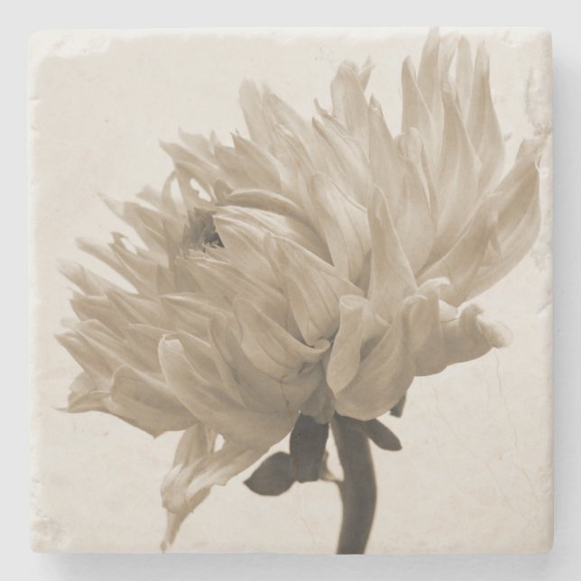 Sepia Dahlia Steinuntersetzer (Vorderseite)