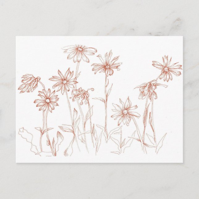 Sepia Daisies Pen und Tinte Blume Zeichnend Postkarte (Vorderseite)