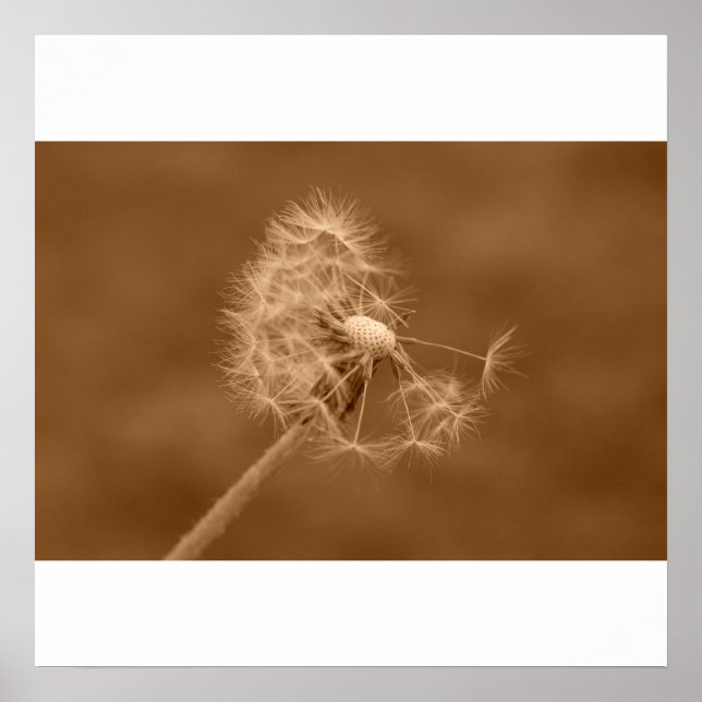 Sepia Dandelion Poster/Print Poster (Vorne)