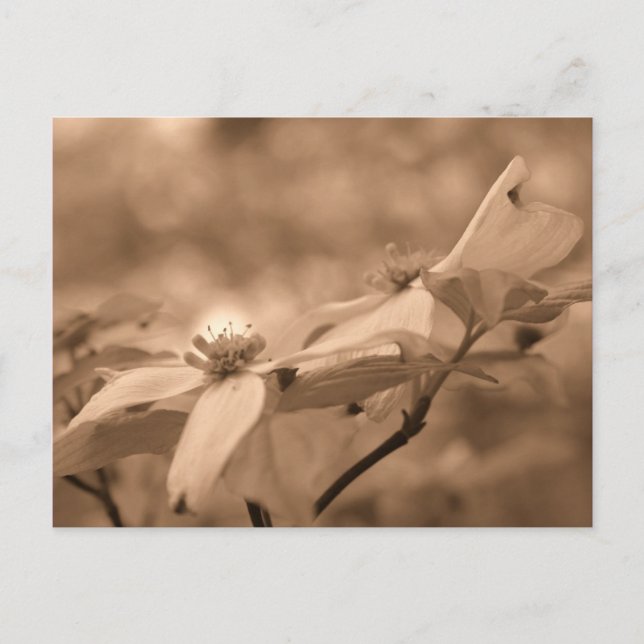 Sepia Dogwood Blüten Blumenfotografie Postkarte (Vorderseite)