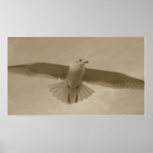 Sepia Gull Poster
