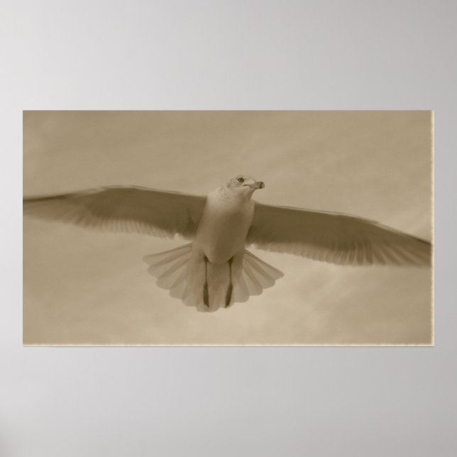 Sepia Gull Poster (Vorne)