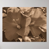 Sepia Hibiskus Blume Pair