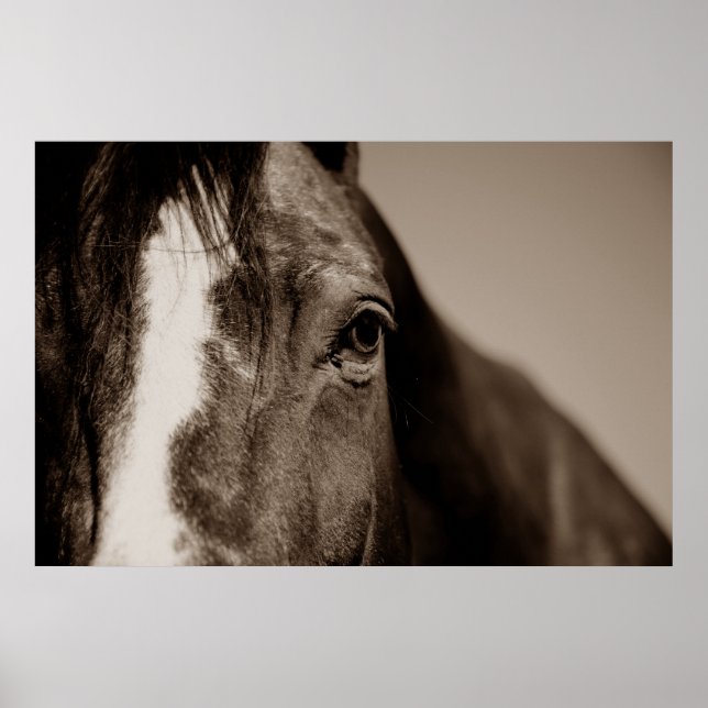 Sepia Horse Fotografy Artwork Poster (Vorne)