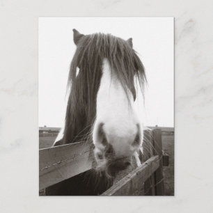 Sepia Horse Portrait Postcard Postkarte