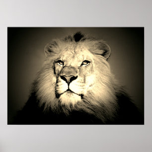 Sepia Lion - Fotografie bei Wildtieren in alter Mo Poster