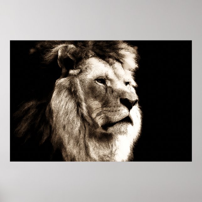 Sepia Lion Poster (Vorne)