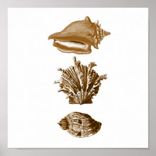 Sepia Meereswelt Group12A Print #8 Seashells Poster