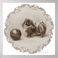 Sepia Pekingese Portrait