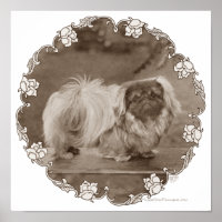 Sepia-Pekingese-Porträt