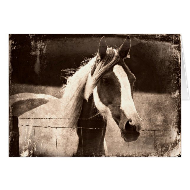 Sepia Pinto (Vorderseite (Horizontal))